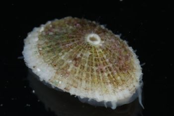 Media type: image;   Malacology 393853 Description: live specimen;